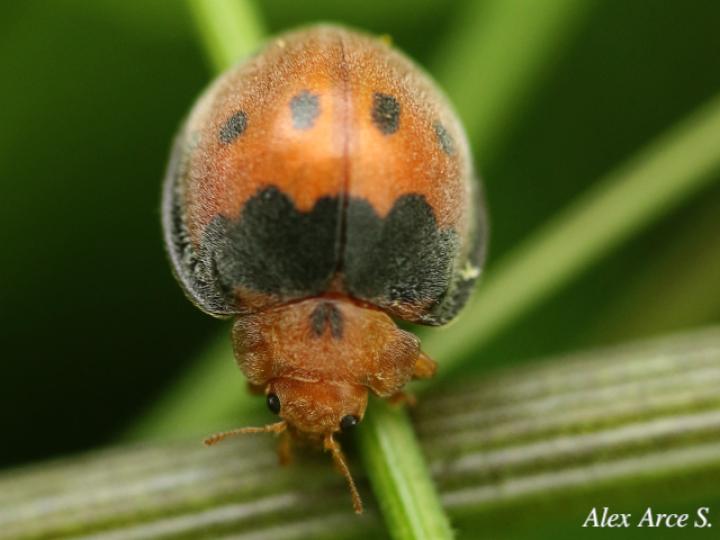 Epilachna tredecimnotata