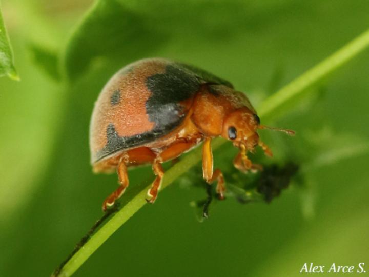 Epilachna tredecimnotata