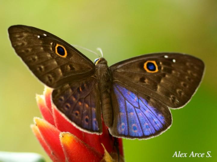 Eurybia lycisca (Euribia alas azules)