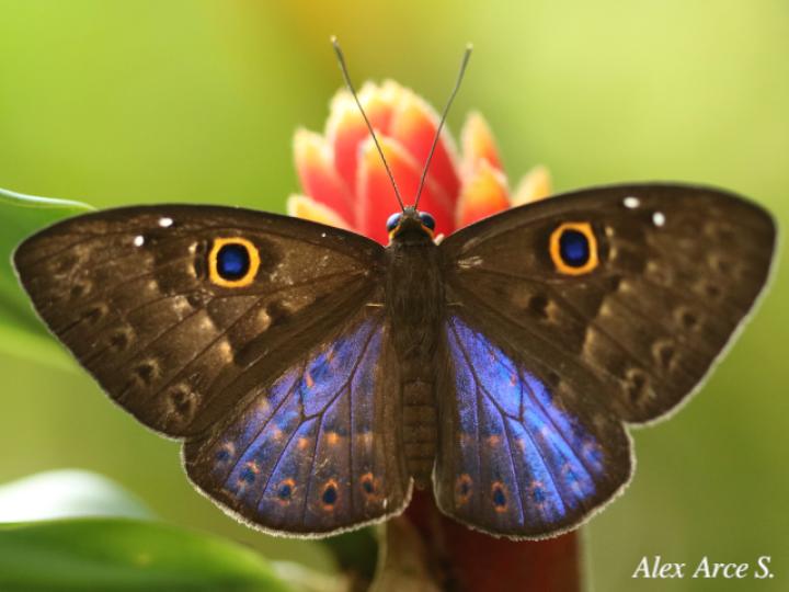Eurybia lycisca (Euribia alas azules)