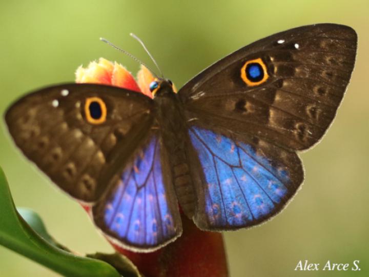 Eurybia lycisca (Euribia alas azules)