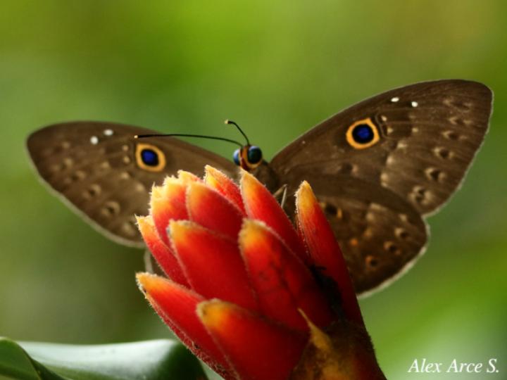 Eurybia lycisca (Euribia alas azules)