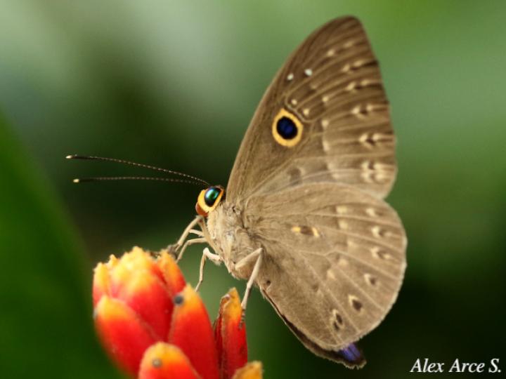 Eurybia lycisca (Euribia alas azules)