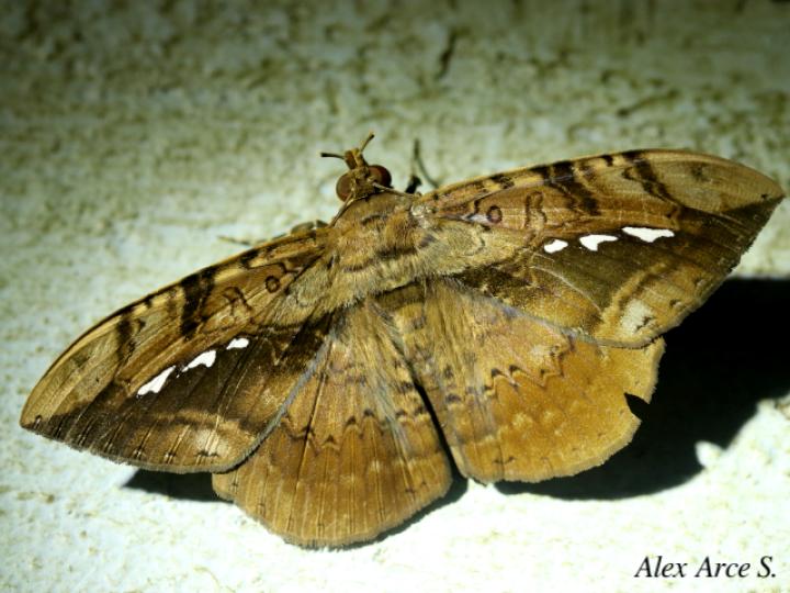 Hemeroblemma acron