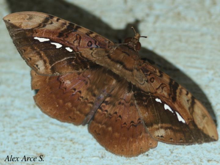 Hemeroblemma acron