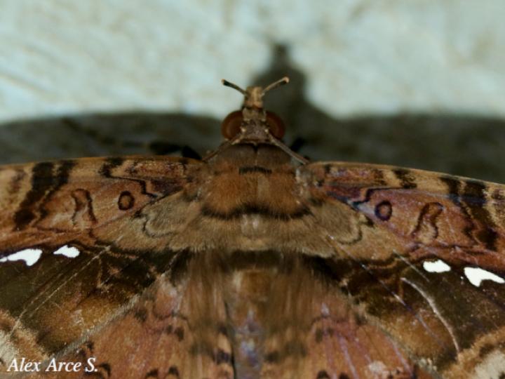 Hemeroblemma acron