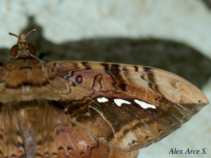 Hemeroblemma acron
