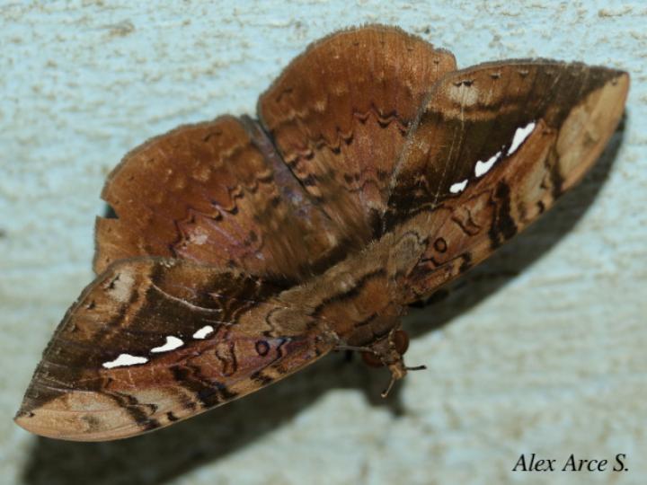 Hemeroblemma acron