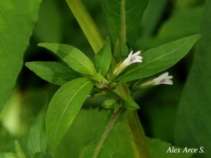 Hygrophila costata