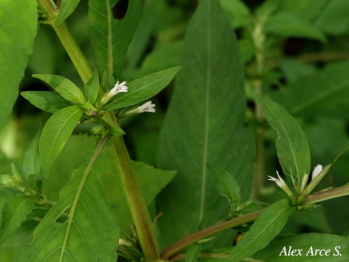 Hygrophila costata