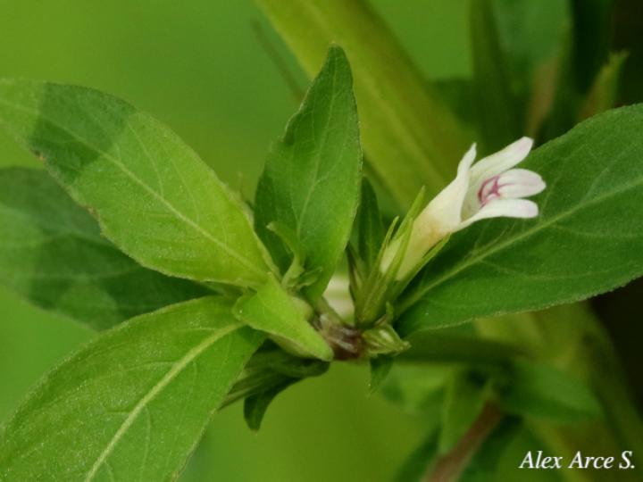 Hygrophila costata