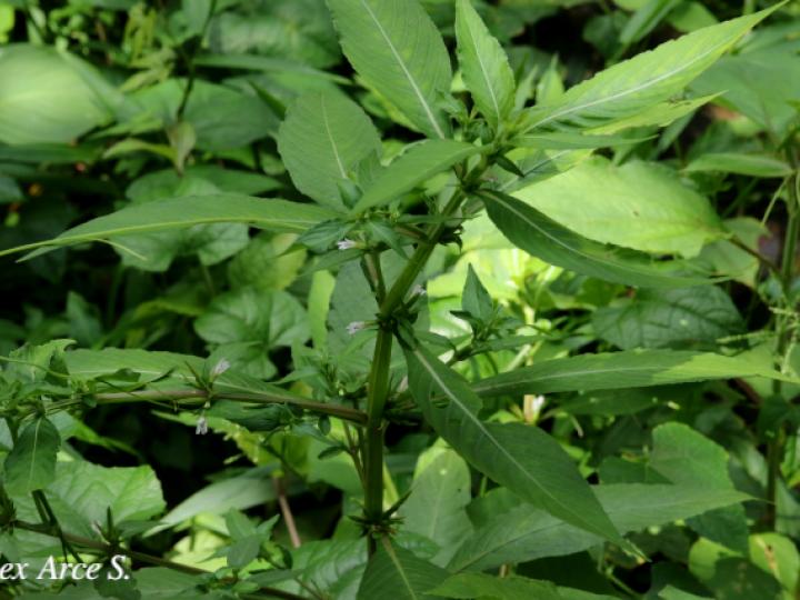 Hygrophila costata
