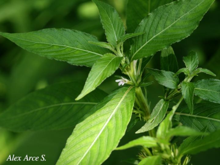Hygrophila costata