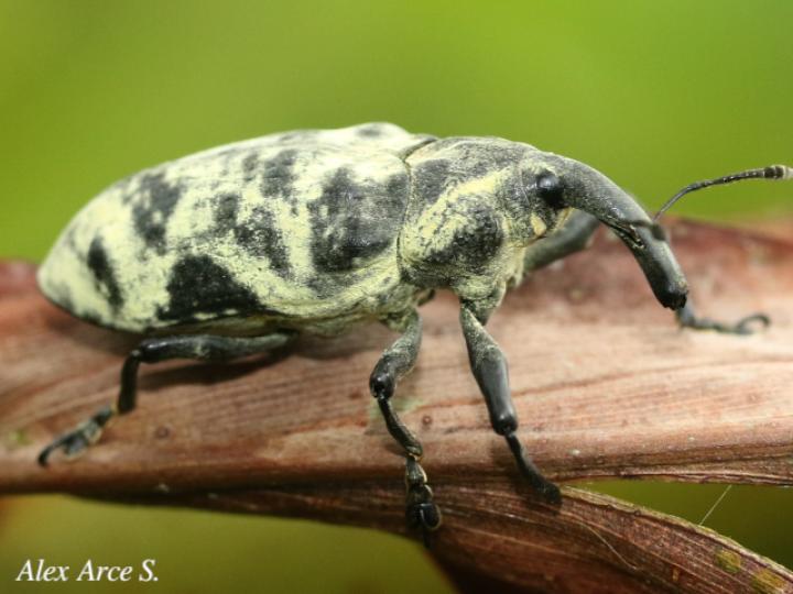 Ileomus distinguendus