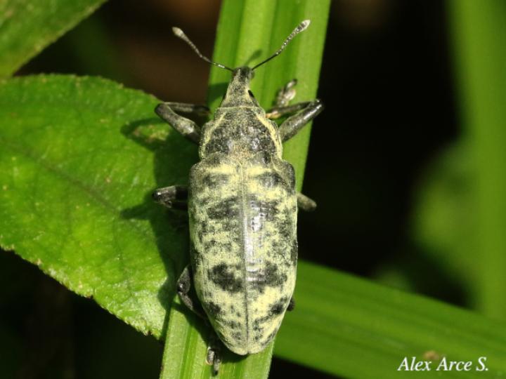 Ileomus distinguendus