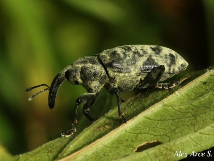 Ileomus distinguendus