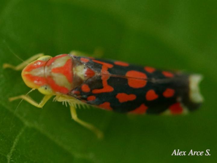 Ladoffa sannionis