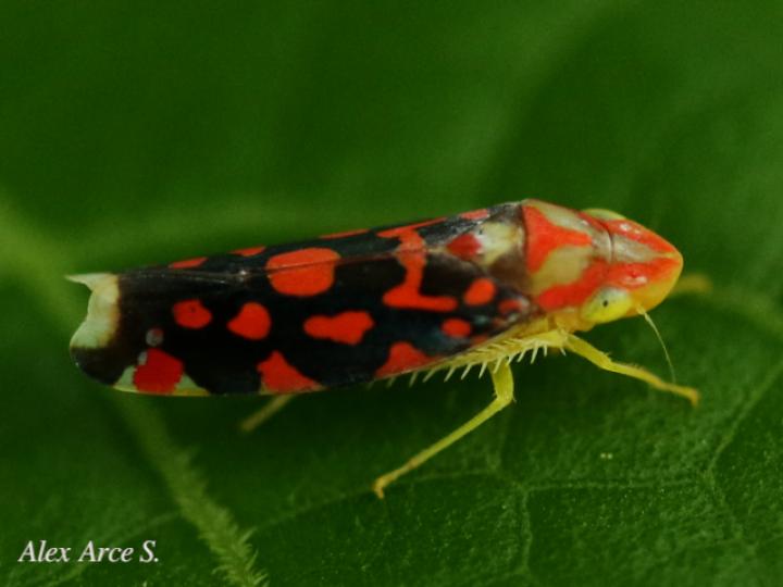 Ladoffa sannionis