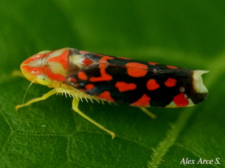 Ladoffa sannionis