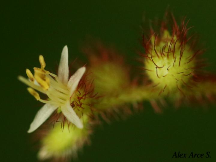 Leandra longicoma