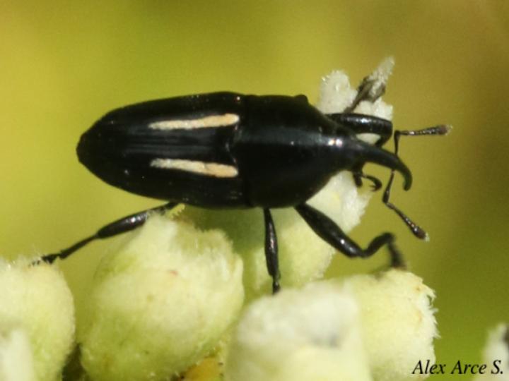 Linomadarus bilineatus