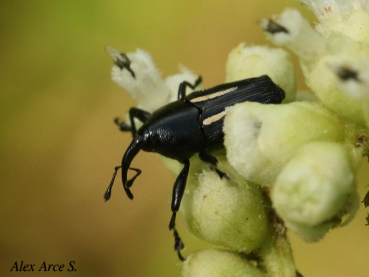 Linomadarus bilineatus