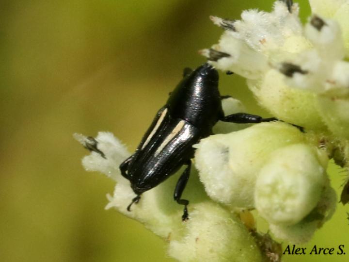 Linomadarus bilineatus