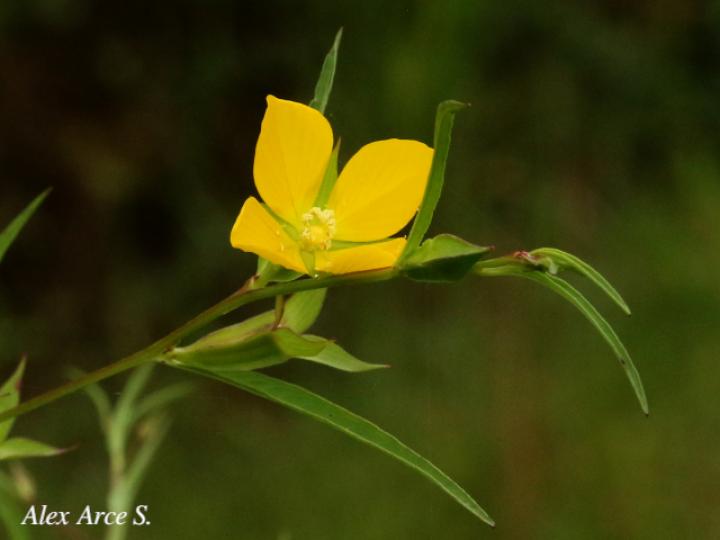 Ludwigia decurrens