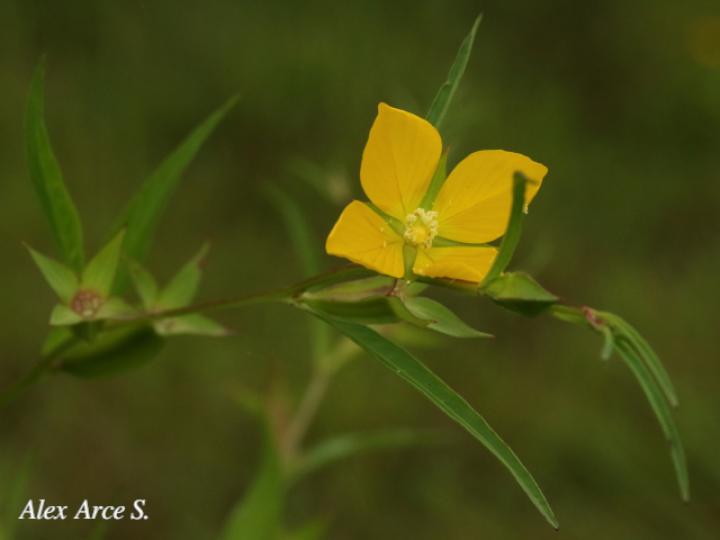Ludwigia decurrens