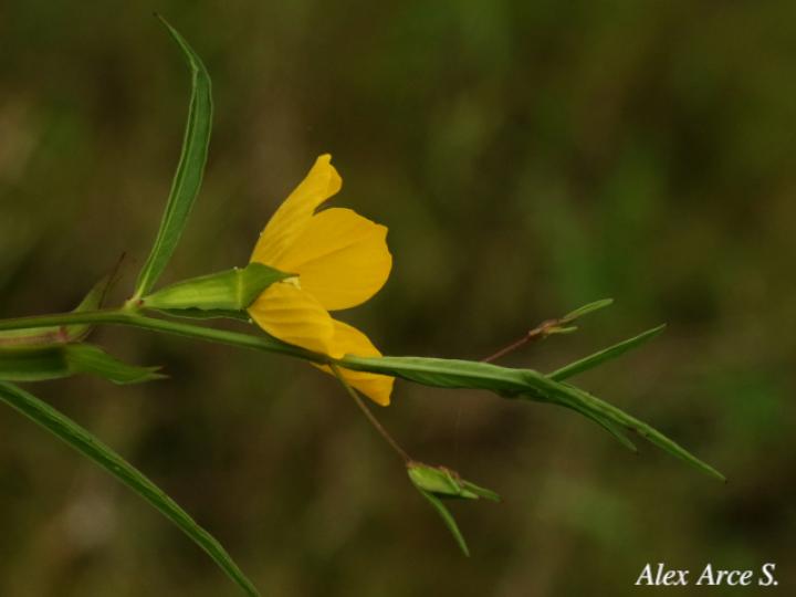 Ludwigia decurrens