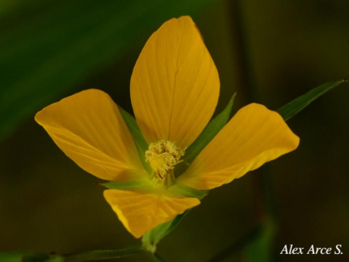 Ludwigia decurrens