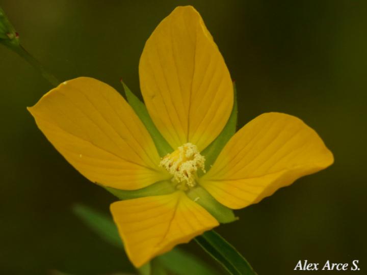 Ludwigia decurrens