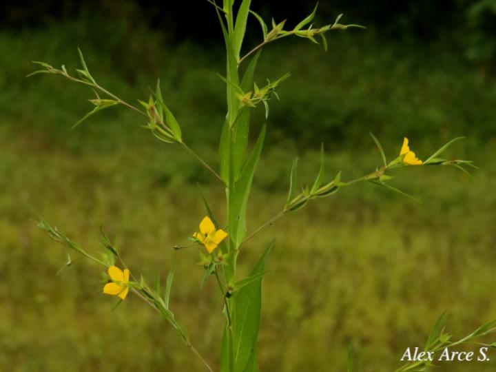 Ludwigia decurrens