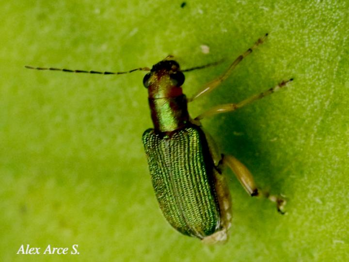 Megascelis suturalis