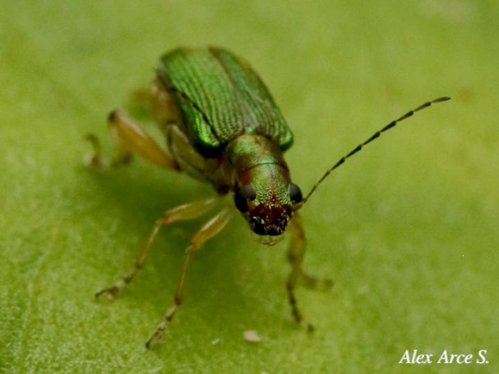 Megascelis suturalis