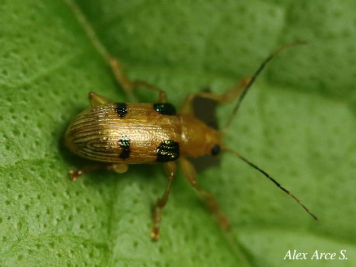 Metaxyonycha tridentata