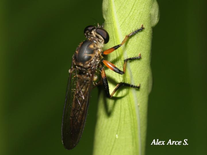 Ommatius tibialis