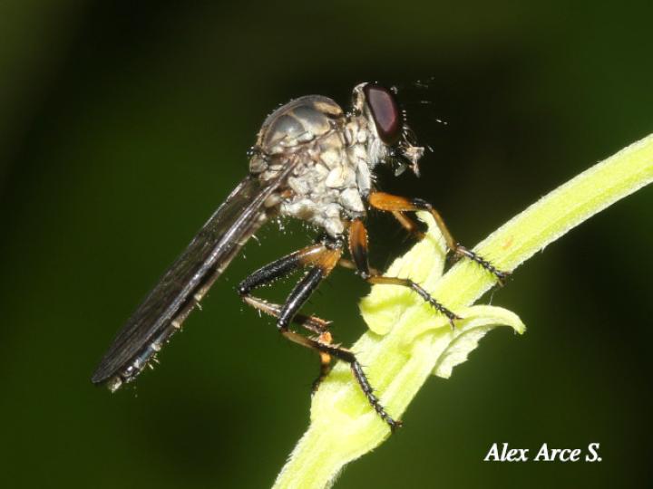 Ommatius tibialis