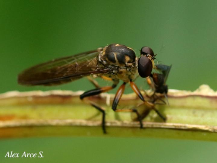 Ommatius tibialis