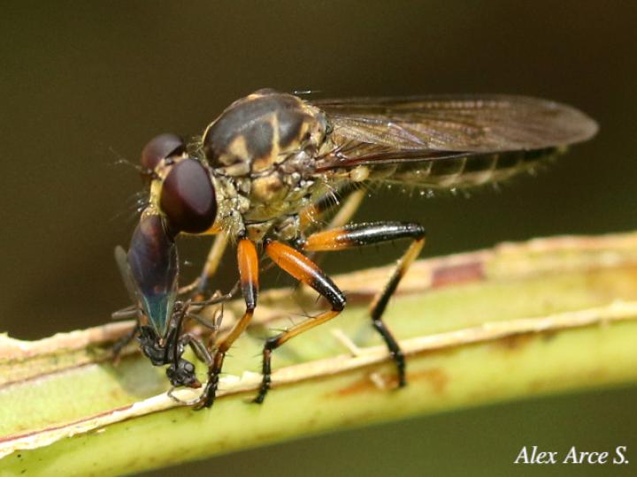 Ommatius tibialis