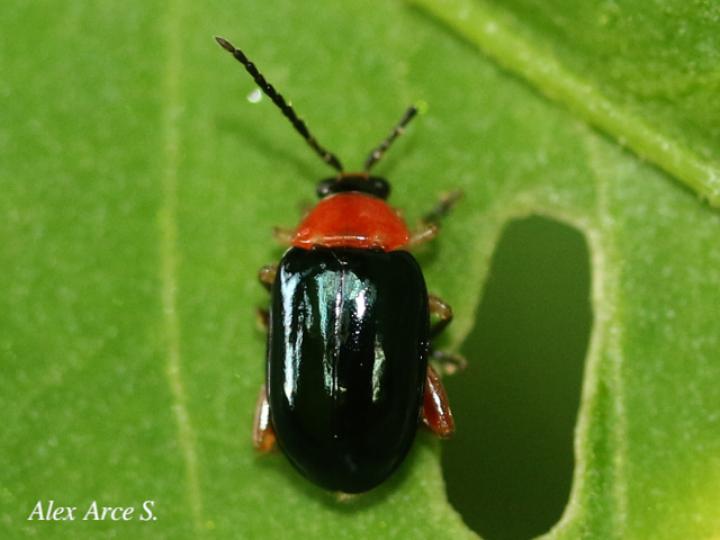 Omophoita cyanipennis