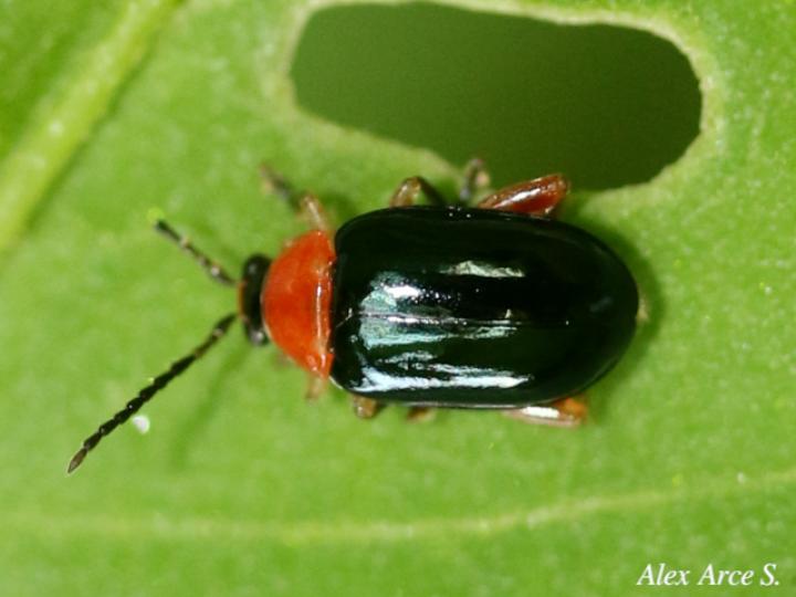 Omophoita cyanipennis