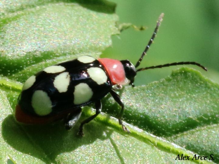 Omophoita cyanipennis
