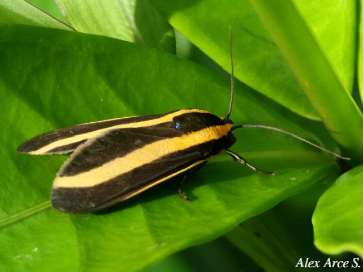 Ormetica ataenia