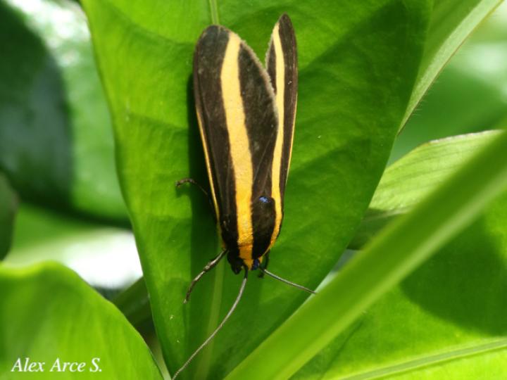 Ormetica ataenia