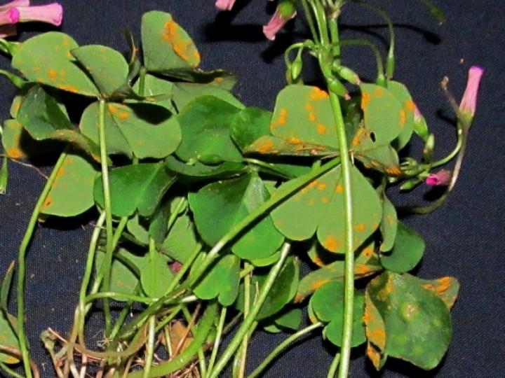 Oxalis debilis