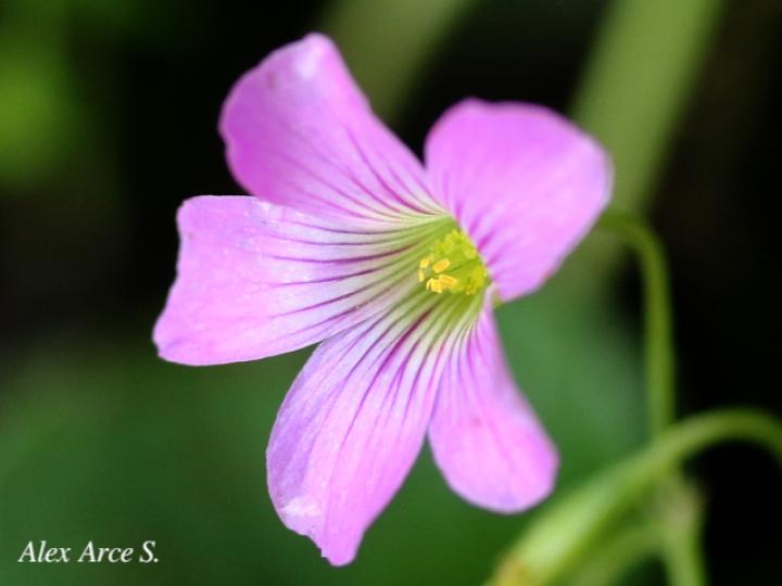 Oxalis debilis