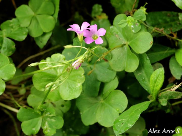 Oxalis debilis