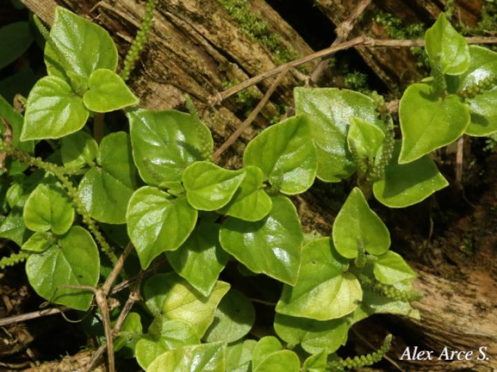 Peperomia pellucida