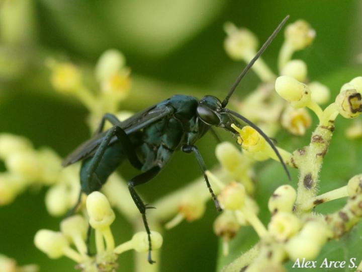 Pepsis mexicana